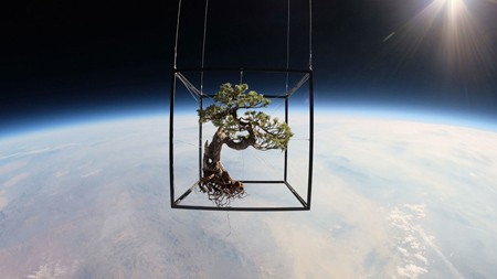 Đưa cây cảnh bonsai lên vũ trụ Cây thông trắng treo trong khung kim loại được chụp ở không gian ngoài trái đất