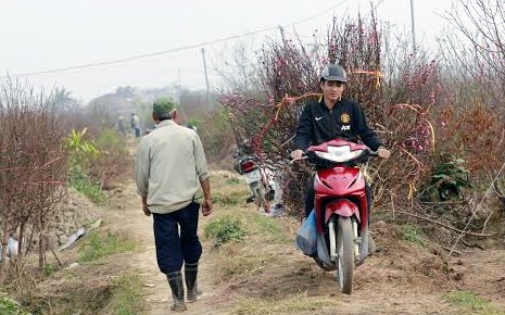 Dân bất động sản đi làm xe ôm kiếm Tết Để có tiền chi tiêu Tết, dân bất động sản đi làm xe ôm chở đào quất thuê.