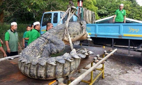 Bắt được cá sấu dài 4,6m ở Brunei Bắt được cá sấu dài 4,6m ở Brunei
