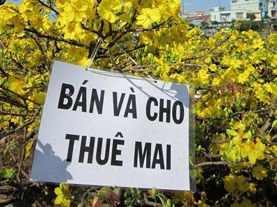 Nhộn nhịp dịch vụ cho thuê mai, đào chưng Tết Nhộn nhịp dịch vụ cho thuê mai, đào chưng Tết