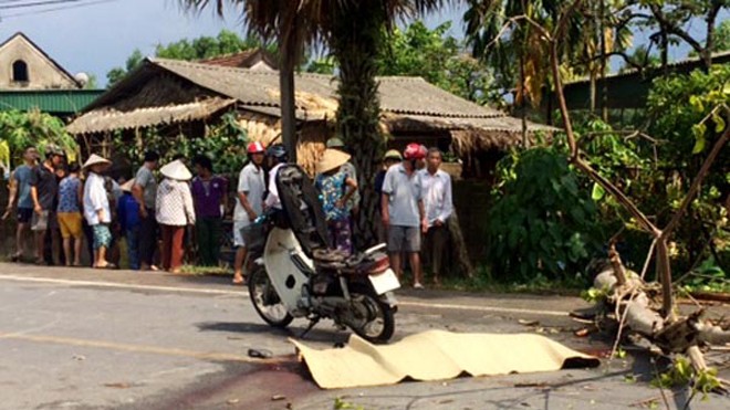 Người đàn ông bị cây đè chết trên đường đi làm về Hiện trường vụ tai nạn.