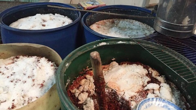 Rùng mình giòi bò lúc nhúc trong 7 tấn tương ớt Các thùng phuy chứa tương ớt đầy giòi.