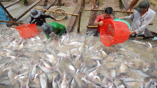Thương lái Trung Quốc giảm mua, giá cá tra giảm mạnh Giá tra đang ở mức thấp nhất trong nhiều năm qua