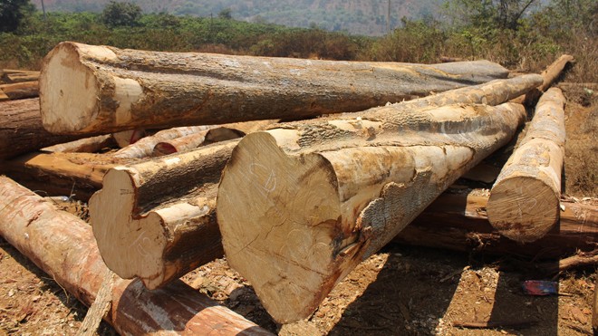 Kỷ luật 5 cán bộ kiểm lâm vụ gỗ lậu Hiện trường gỗ lậu ở xã Quảng Sơn