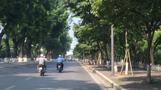 Hà Nội chặt chuyển hơn 100 cây xanh phố Kim Mã Hàng cây xanh cổ thụ ở đường Kim Mã sẽ bị đánh chuyển. Ảnh Tú Anh