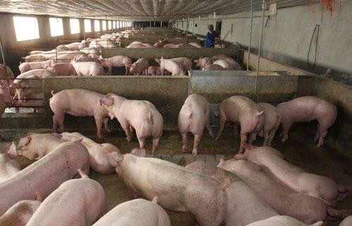 'Khóc ròng' vì 1kg thịt lợn hơi không mua nổi bát phở Thịt lợn hơi rớt giá thê thảm.