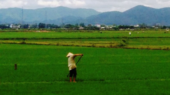 Làm đồng, một phụ nữ bị sét đánh tử vong Làm đồng, một phụ nữ bị sét đánh tử vong
