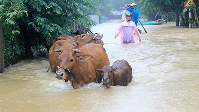 Nghệ An: Nhà máy thủy điện xả lũ, nguy cơ úng ngập trên diện rộng Nghệ An: Nhà máy thủy điện xả lũ, nguy cơ úng ngập trên diện rộng