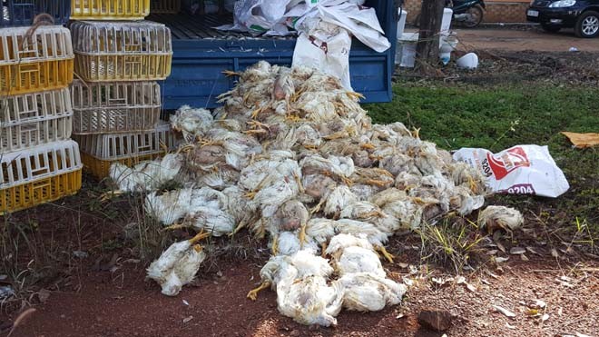 Dân Đồng Nai suýt phải dùng hơn nửa tấn gà đang phân hủy / Nếu không bị phát hiện, người tiêu dùng ở Đồng Nai sẽ phải dùng hơn nửa tấn gà chết đã bốc mùi