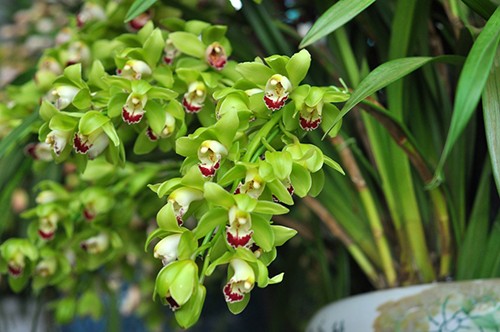 Người Việt chi chục triệu USD nhập cây cảnh chơi Tết Địa Lan Trung Quốc là một trong số cây cảnh được người Việt chuộng mua chưng Tết. Ảnh minh hoạ