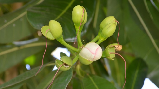 Bàng vuông Trường Sa nở hoa trên đất Tây Đô Bàng vuông Trường Sa nở hoa trên đất Tây Đô
