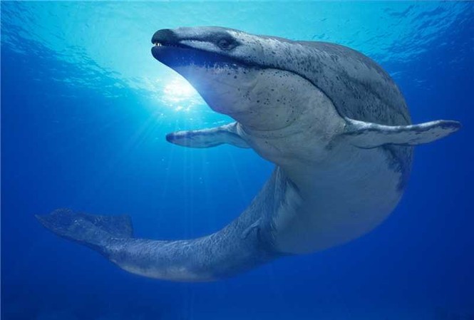 'Siêu' cá voi có kích cỡ ngang với khủng long Hình ảnh mô phỏng Basilosaurus khi trưởng thành với chiều dài trung bình từ 12 đến 20m.
