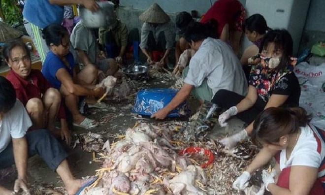 Hơn nghìn con gà bị chết ngạt do sự cố điện Gia đình ông Góc phải thuê người đến giúp mổ gà và nhờ làng xóm mua giúp với giá rẻ để đỡ tổn thất.