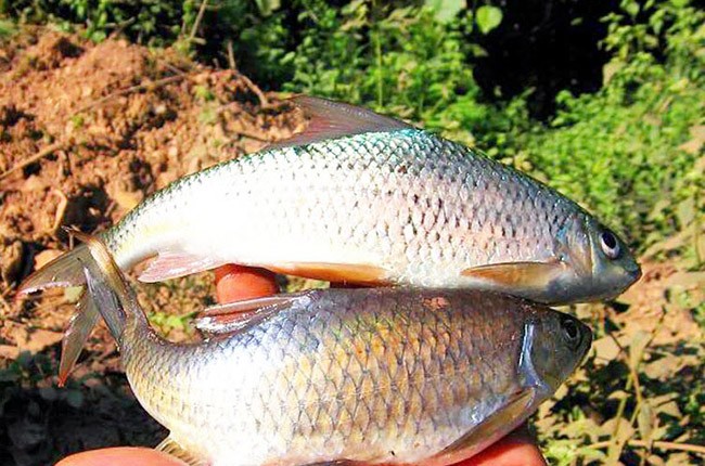 Chuyện săn cá sỉnh, vật quý Tây Bắc ví như trời đất ban tặng Cá sỉnh suối Thia-sản vật, đặc sản đất Mường Lò, Nghĩa Lộ được ví như trời đất ban tặng.