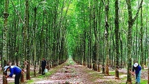 Tập đoàn Cao su VN: Còn 'nợ' 318,7 tỷ đồng sai phạm Tập đoàn Cao su VN: Còn 'nợ' 318,7 tỷ đồng sai phạm
