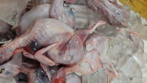 Sáu tạ chim cút bốc mùi “đi” xe khách từ Đà Nẵng ra Hà Nội Số chim cút đã bốc mùi đang trên đường đi tiêu thụ.