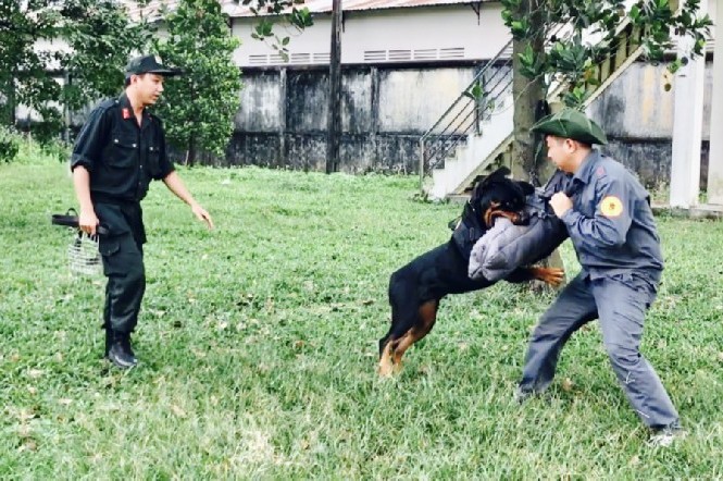 Cận cảnh huấn luyện chó nghiệp vụ Cận cảnh huấn luyện chó nghiệp vụ