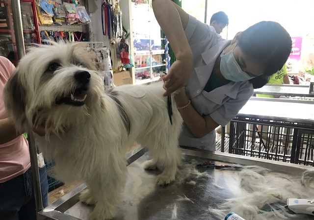 Những “bệnh nhân” đặc biệt ở phòng khám thú y ngày Tết Những “bệnh nhân” đặc biệt ở phòng khám thú y ngày Tết