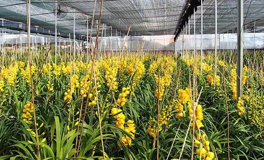 Hoa lan rớt giá vì nở sớm trước Tết cả tháng Địa lan Đà Lạt nở nộ trước Tết