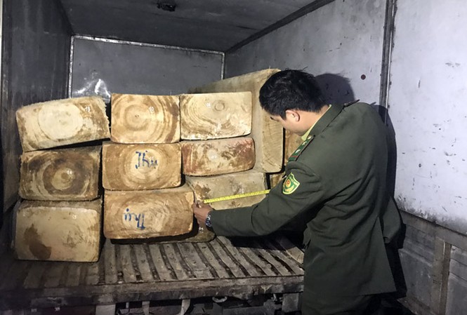Bắt ô tô chở gỗ pơ mu quý hiếm lên Đà Lạt Kiểm đếm số gỗ pơ mu quý hiếm trên xe