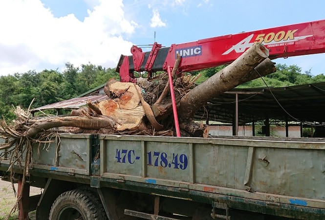 Tự ý cắt gỗ tang vật, Kiểm lâm phải xin thoả thuận sửa sai! Cây cà te bị Hạt Kiểm lâm huyện Krông Bông cắt bỏ đi phần gốc khi chưa các minh