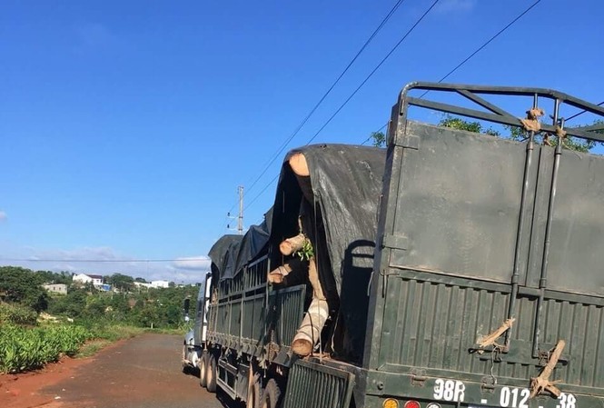 Phát hiện cây đa 'khủng' không giấy tờ trên đường ra Hà Nội Chiếc xe đầu kéo chở cây đa khủng bị bắt giữ