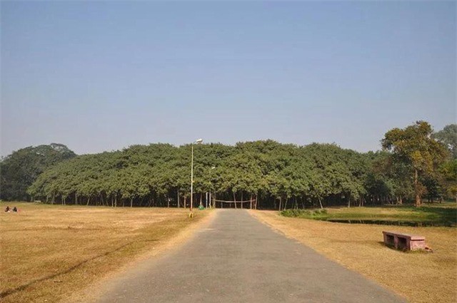 Cây đa to nhất thế giới có tán rộng hơn 14.400 m2 Cây đa khổng lồ.