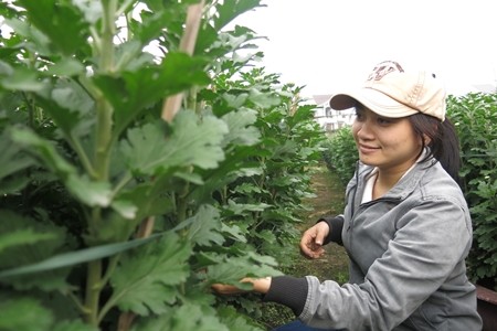 Sinh viên… xuống đồng kiếm thêm mùa Tết Sinh viên… xuống đồng kiếm thêm mùa Tết