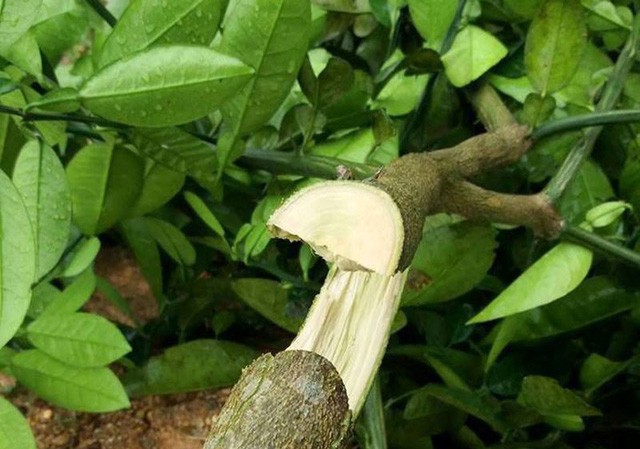 Chết lặng khi hàng trăm cây bưởi của gia đình bị chặt ngang gốc Toàn bộ các cây đều bị kẻ xấu chặt tận gốc, không thể phát triển trở lại được.