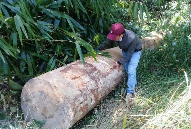 Lãnh đạo Gia Lai yêu cầu công an điều tra vụ lâm tặc khoét núi phá nát rừng Lâm tặc giấu gỗ khai thác trái phép vào rừng lồ ô