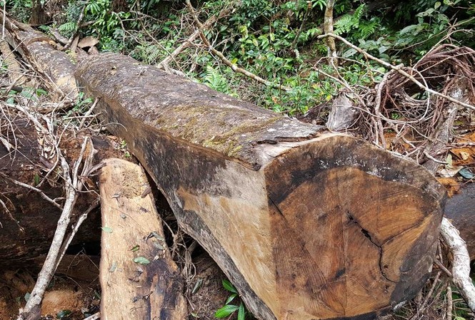 Vụ khoét núi phá rừng ở Gia Lai: Hoãn khám nghiệm hiện trường do mưa Hiện trường khai thác gỗ trái phép với ngổn ngang cây bị đốn hạ