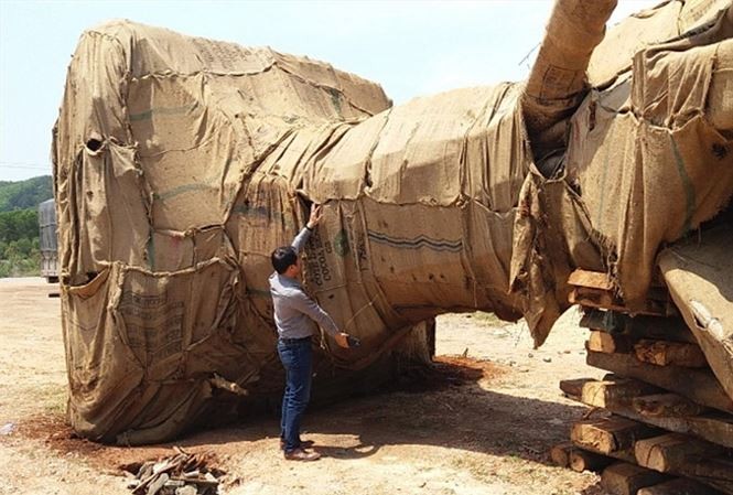 Ba cây khủng xuyên Việt: Không phát hiện được vì lực lượng quá mỏng? Ba cây khủng xuyên Việt: Không phát hiện được vì lực lượng quá mỏng?