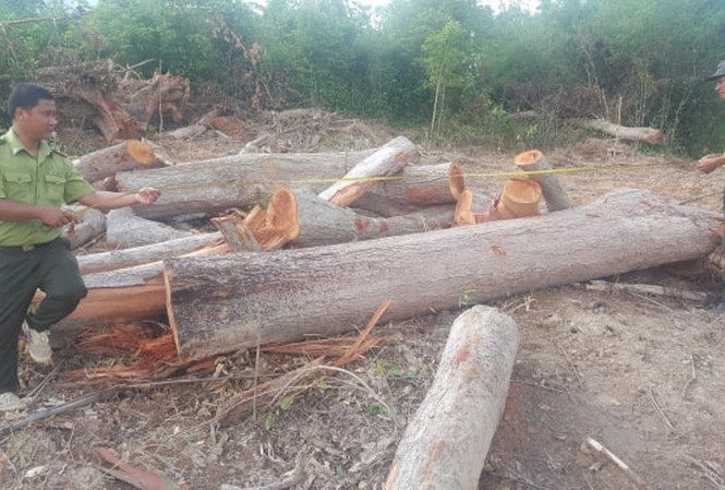 1 ha rừng bị phá, nhiều ngày sau kiểm lâm mới biết Kiểm lâm đo đạc khối lượng gỗ bị chặt hạ