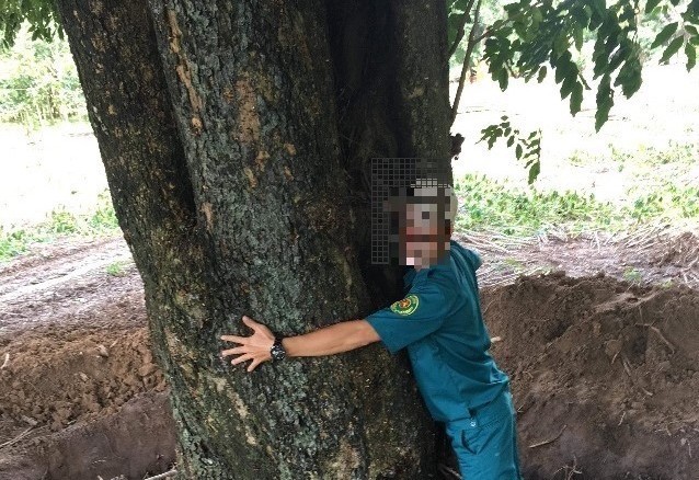 Cây gỗ quý ven hồ Dầu Tiếng 'bốc hơi' Cây gỗ quý ven hồ Dầu Tiếng 'bốc hơi'