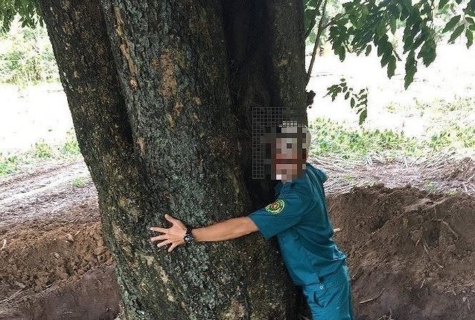 Sẽ xử lý hình sự vụ cán bộ tiếp tay 'đào trộm' gỗ quý hồ Dầu Tiếng Cây giáng hương cổ thụ bên hồ Dầu Tiếng đột ngột "bốc hơi" khiến dư luận nghi ngờ có dấu hiệu tiếp tay của cán bộ.