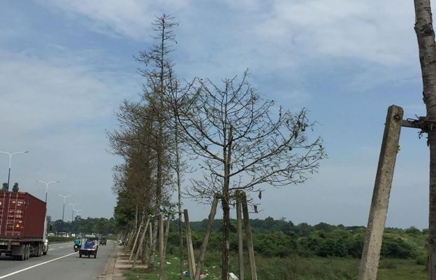 Sâu lạ ở Bình Dương ăn trụi cây xanh, phun thuốc không hết Hàng trăm cây xanh bị sâu ăn trụi.