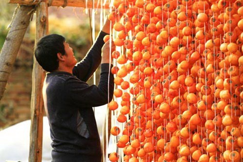 Chế biến hồng khô theo 'tuyệt chiêu' của người Nhật Sản phẩm hồng khô theo phong cách Nhật Bản