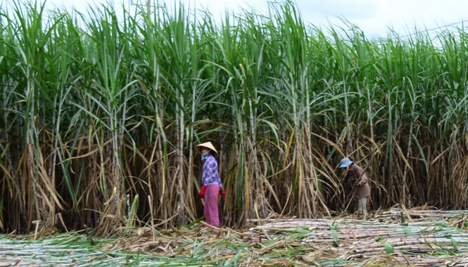 Mía rớt giá, nông dân lỗ nặng Thu hoạch mía trên Cù Lao Dung. Ảnh: Xuân Lương.