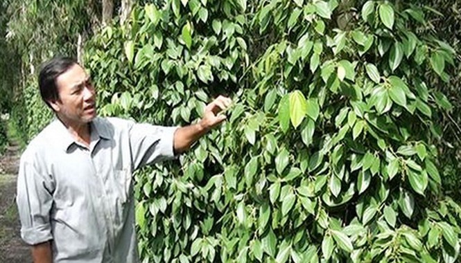 Trồng tiêu trong rừng tràm Ông Dương Thanh Bình bên những gốc tiêu trong rừng tràm. Ảnh: Ngọc Huyền.