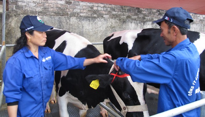 Bảo hiểm nông nghiệp: “Phao” của nông dân Mộc Châu Mô hình bảo hiểm bò sữa ở Mộc Châu đang tạo thành mối liên kết bền vững giữa người nuôi và công ty. Ảnh: Phạm Anh.