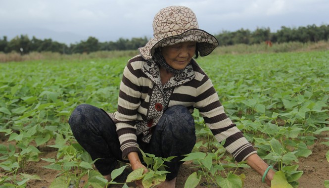 Hướng dẫn không kỹ, hoa màu của dân chết trắng Cán bộ hướng dẫn không kỹ càng làm nhiều hecta đậu, dưa hồng của nông dân còi cọc, cháy lá, thậm chí chết sạch.