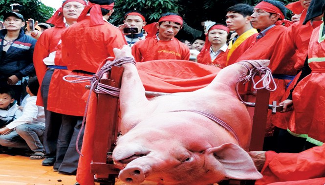 Mong đừng bảo thủ về hành vi chém lợn Lễ hội thôn Ném Thượng đang trở nên nổi tiếng và gây tranh cãi. Ảnh: Lê Bích.
