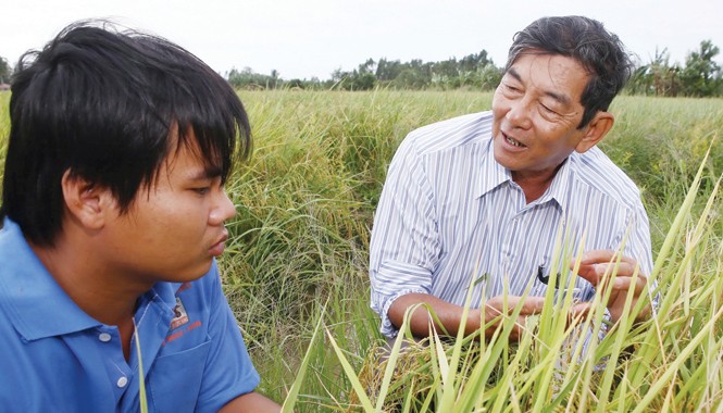 Gạo nghìn đô Anh hùng lao động Hồ Quang Cua với kỹ sư trẻ trên cánh đồng lai tạo giống lúa. Ảnh: Duy Khương