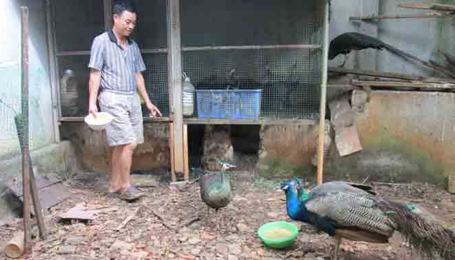 Nuôi chim công thành tỷ phú Anh Phương cho công ăn.