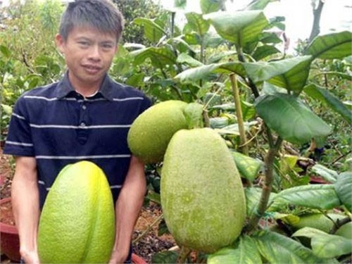 Chanh yên tiến vua khổng lồ ở Đà Lạt Chanh yên tiến vua khổng lồ ở Đà Lạt