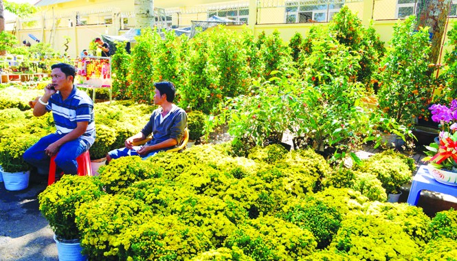 Học phí buôn hoa Nhiều chủ vườn lỗ nặng vì cúc dội chợ.