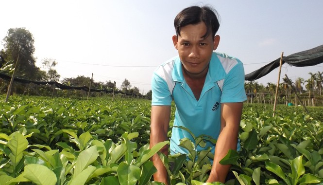 Tỷ phú chanh không hạt miền Tây Anh Thật bên vườn cây giống của mình. Ảnh: Hòa Hội.