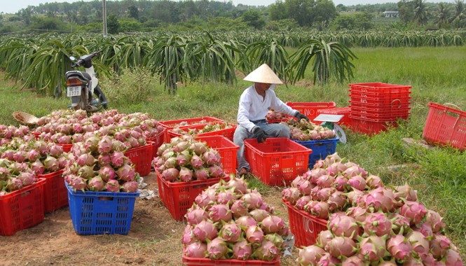 Xuất khẩu rau quả “đói” thông tin Trang trại trồng cây thanh long tại Bình Thuận. Ảnh: Tuấn Anh.