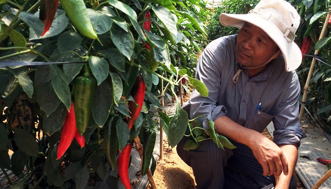 Nông dân liên kết xuất ớt sang Nhật Ông Cường trong vườn ớt sừng ngọt.