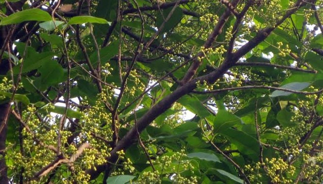 Nụ vối Cây vối. Ảnh: Đỗ Đức.